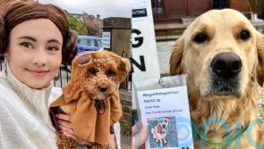 Dogs flock to polling stations with Star Wars outfits and photo ID