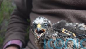 Rare hen harriers are going missing from English grouse moors, says RSPB