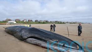 Whale removed from beach in biggest operation of its kind