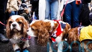 Spaniel parade ‘fitting honour’ for the new King, says organiser