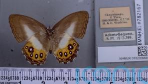 Butterflies named after Lord Of The Rings villain Sauron