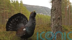 Scots urged to take extra care to safeguard wildlife while enjoying forests