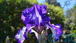 How to grow Chelsea Flower Show’s dazzling irises