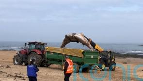 Second whale washes up on North Berwick beach