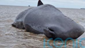 Second whale in two days washes up on to a UK beach