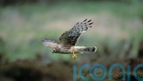 Illegal killing major cause of hen harrier deaths, study finds