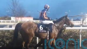 San Antonio stepping up for Dee Stakes assignment