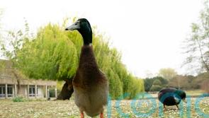 Famous University of York duck Long Boi feared to be dead