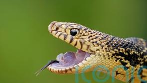 Snakes released into new home in Louisiana forest