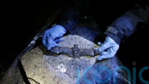Tiny bats provide ‘glimmer of hope’ against a fungus threatening entire species