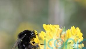 Bees flourishing thanks to new wildlife corridors in South Downs National Park