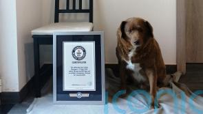 World’s oldest dog celebrates 31st birthday in Portugal