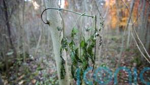 Ban soil imports to save native plant and animal species, say conservationists