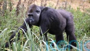 Early life adversity sees most species suffer later on, but not gorillas – study