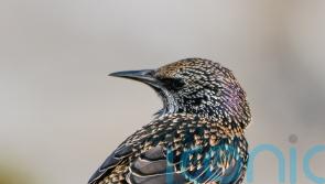 Pesticides and fertilisers driving down bird species, study finds