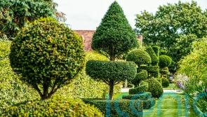 A beginner’s guide to topiary