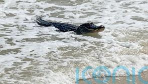 Alligator spotted at Alabama beach amid the waves