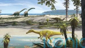 Fossil fragments shed light on a new dinosaur species in Spain