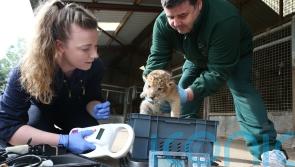 Future of veterinary education ‘sits on a precipice’ amid funding shortfall