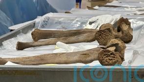 Bones from mastodon which died 13,000 years ago put on display
