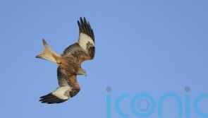 Man sentenced for poisoning birds of prey