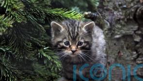 Wildcat kittens doing well and exploring home at wildlife park, say keepers