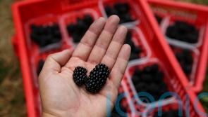 Apples and blackberries may help lower chances of developing frailty – study