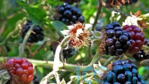 Apples and blackberries may help lower chances of developing frailty – study