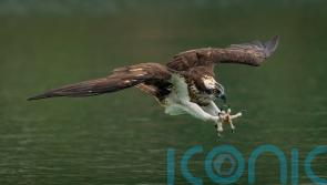 Experts will try to reintroduce ospreys to Ireland this summer