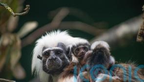 ‘Incredibly rare’ tamarin triplets born at Marwell Zoo