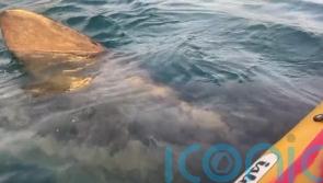 Basking shark swims under kayak in ‘surreal’ experience off Irish coast