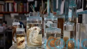 Nearly 200 unique species found in area attracting deep sea mining interests