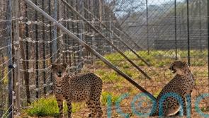 Three cheetah cubs die in India amid sweltering heatwave