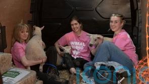 Lambs ‘taken from King’s Sandringham Estate by activists’ remain missing