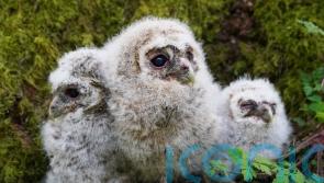 Good news for owls, bad news for voles in creature count