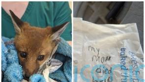 Orphaned fox cub abandoned on roadside with ‘help me’ note