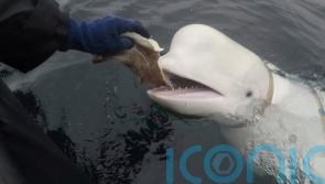 Norway says beluga whale with apparent Russian-made harness swims to Sweden