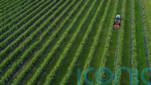 Farmers, undertakers and politicians among jobs with oldest workforce in census