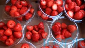 British strawberries bigger and sweeter after cool spring and recent warmth