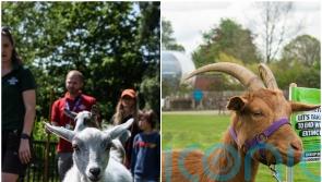 Goats from ZSL conservation zoos to race each other in charity challenge