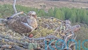 First osprey chick hatches at wildlife reserve as fans watch on livestream