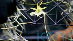 Rare orchid flowers for first time in UK at Kew Gardens