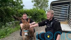 Baby donkey stolen from farm is reunited with mother and ‘ecstatic’ owners