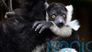 ‘Game changing’ research reveals full genome sequences of hundreds of primates