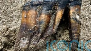Woman walking on California beach finds ancient mastodon tooth
