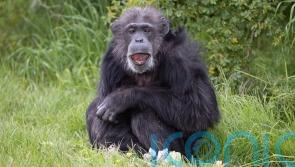 Zoo’s oldest chimp reaches grand old age of 50