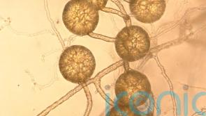 Fungi could be ‘untapped potential’ of carbon storage, study suggests