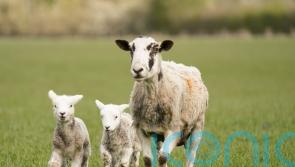 Restoration of nature ‘crucial’, says commissioner amid concerns from farmers
