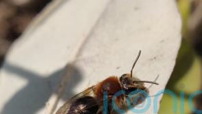 Farming practices failing to stop invertebrate decline, says study