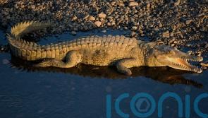 Scientists discover first ‘virgin birth’ in a crocodile